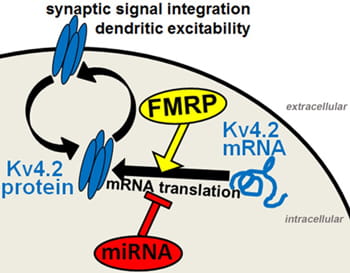 Proposed Model of Kv4.2 regulation: Expression levels of Kv4.2 in neurons are tightly controlled by FMRP and microRNAs that antagonize each other in regulating Kv4.2 mRNA translation. Increased Kv4.2 mRNA translation may counteract endocytosis of Kv4.2 induced by external stimuli. We hypothesize that defects in the regulation of Kv4.2 mRNA translation may contribute to epileptic seizures and epileptogenesis.